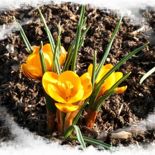 Attention, le 22 mars est le dernier jour pour la Sale-a-Bration.